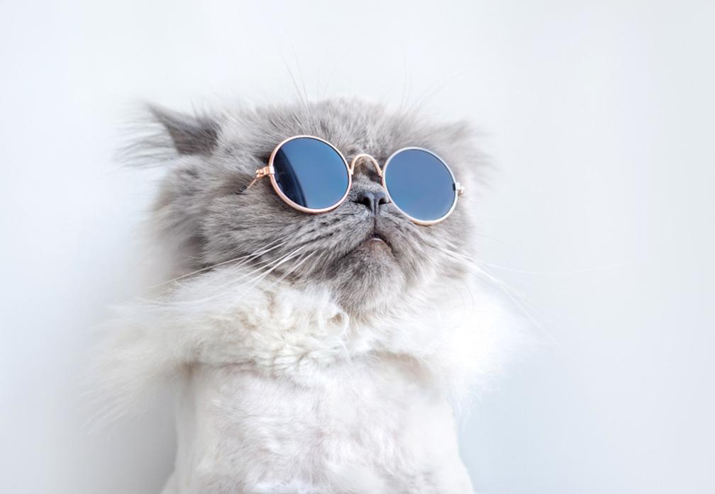 تاثیر شرکت در انتشار ماهانه بر عملکرد مد و فشن